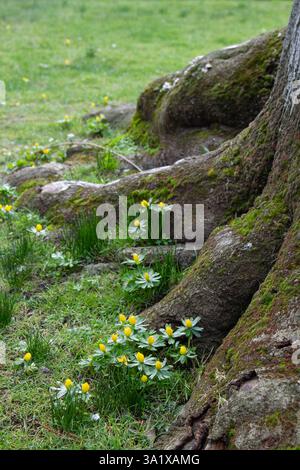 Winterakonit (Eranthis hyemalis) wächst um Baumwurzeln in der Nähe des Flusses Thet, Thetford, Norfolk Stockfoto
