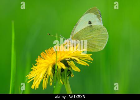 Closeup Seitenansicht eines Pieris brassicae, die große weiße oder Kohl Schmetterling auf einer Blume bestäuben. Stockfoto