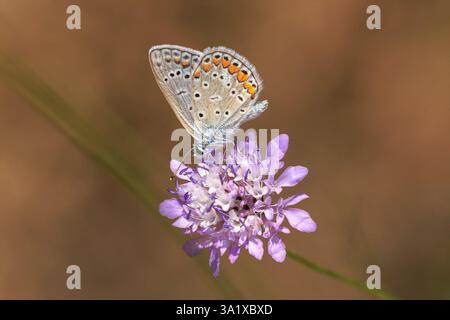 Am frühen Morgen Blauer Schmetterling, Polyommatus icarus, bestäubt auf einer Blume auf einer Wiese unter hellem Sonnenlicht. Stockfoto