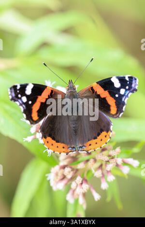 Roter Admiral Schmetterling, Vanessa atalanta, ruht auf einem Blatt im Wald Stockfoto