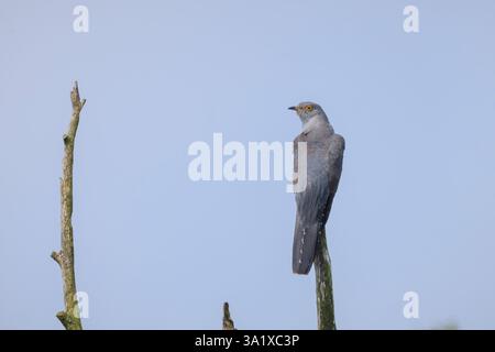 Gewöhnlicher Kuckuckvogel, Cuculus canorus, ruht und singt in einem Baum. Er ist ein Brutparasit, das heißt, er legt Eier in die Nester anderer Vogelarten Stockfoto