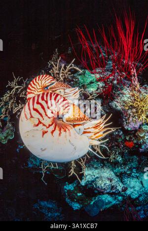 Der kammerte nautilus, Nautilus pompilius, ist ein echtes Meeresfossil in Indonesien. Diese werden im tropischen westlichen Pazifik und im Indo-Pacif gefunden Stockfoto
