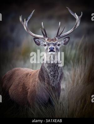 Highland Stag Stockfoto