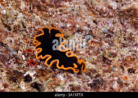 Dieser prächtige Plattwurm, Pseudobiceros splendidus, wurde nachts fotografiert und ist nur zwei Zentimeter lang wie ein Erwachsener, Guam, Mikronesien, Marianen Inseln Stockfoto