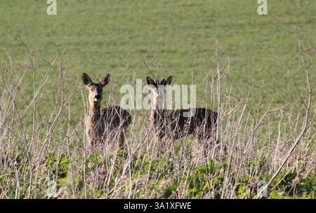 Zwei junge Wildhirsche (Capreolus), die auf mögliche Gefahren aufmerksam und neugierig sind Stockfoto