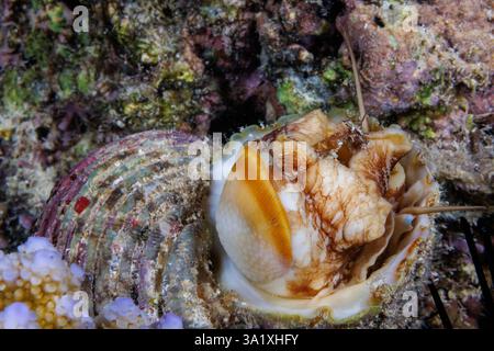 Diese Turbanschnecke, Turbo setosus, wurde nachts fotografiert, als sie aus ihrer Schale kam und das Operculum zeigte, das als Tür fungiert, wenn sie eingezogen wird. Stockfoto
