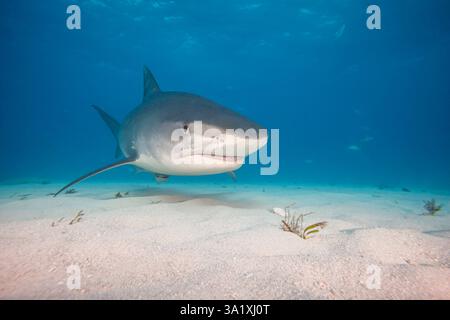 Niedriger Blick unter Wasser auf Tigerhaie, die über einem Sandboden schwimmen, Tiger Beach, Bahamas, Atlantik. Stockfoto