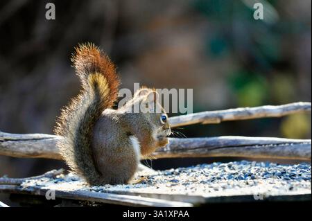 Ein amerikanisches Rotes Eichhörnchen sitzt auf einer Vogelfütterungsplattform und isst einen Samen in der Sonne, der seinen mehrfarbigen Schwanz beleuchtet. Stockfoto