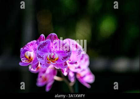 Rosa Phalaenopsis Orchidee blüht Stockfoto