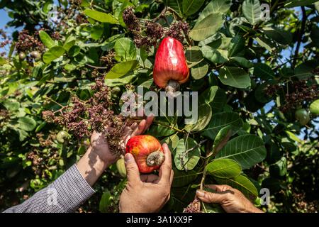 Arbeiter pflücken ganze Cashewfrüchte vom Baum in thailand Stockfoto