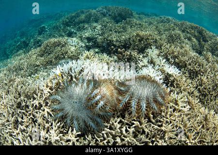 Mehrere gefräßige Dornenkrone, Acanthaster planci, ernähren sich von lebenden Korallen, die an einem flachen Riff in Nord-Sulawesi, Indonesien, wachsen. Stockfoto