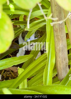 Katze versteckt sich zwischen leuchtend grünen Blättern in einem Garten Stockfoto