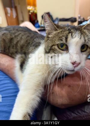 Nahaufnahme einer Relax-Tabby-Katze mit weißem Fell, die auf dem Arm einer Person liegt Stockfoto