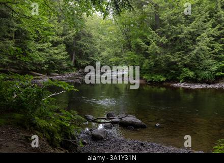 Der wunderschöne Rocky River fließt durch üppige grüne Wälder in Ontario Stockfoto