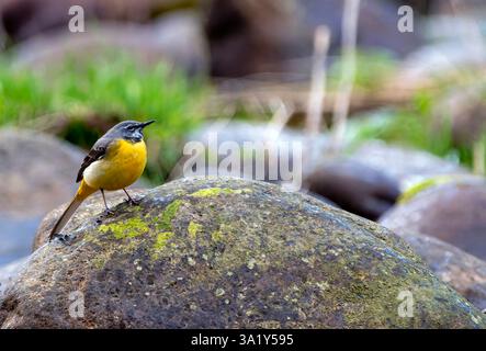 Graue Bachstelze, die auf einem Felsen im Fluss thront. Spanien. Stockfoto