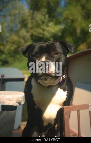 Bullterrier Hund auf einem Kanalboot in england Stockfoto