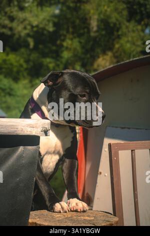 Bullterrier Hund auf einem Kanalboot in england Stockfoto