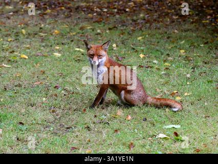 Rotfuchs, Vulpes vulpes crucigera, Canidae. UK. Der Rotfuchs ist der größte der echten Füchse und einer der am weitesten verbreiteten. Stockfoto