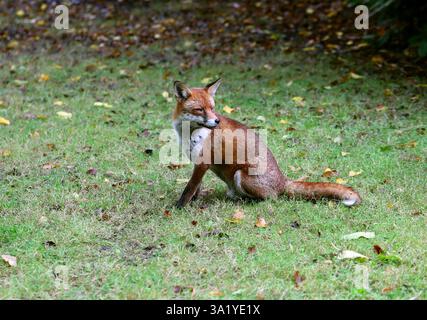 Rotfuchs, Vulpes vulpes crucigera, Canidae. UK. Der Rotfuchs ist der größte der echten Füchse und einer der am weitesten verbreiteten. Stockfoto