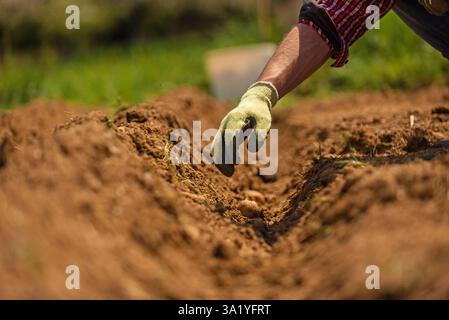 Nahaufnahme eines männlichen Landwirts, der Kartoffeln im Boden auf einem landwirtschaftlichen Feld pflanzt. Stockfoto