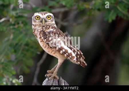 Foto einer isolierten Grabeule (Athene cunicularia), die auf einem Zaun thront Stockfoto