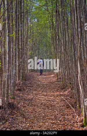 Einsamer Wanderer auf dem Warners Track, Tasmania, Australien, durch eine Allee mit hohen, geraden Bäumen mit umgestürzten Blättern auf dem Waldboden und Morgenlicht Stockfoto