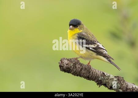 Männlicher kleiner Goldfinch (Spinus psaltria) auf einem Hinterhof Zweig im Sacramento County Kalifornien. Stockfoto