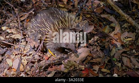 Ein australischer Kurzschnabelechidna (Tachyglossus aculeatus) oder ein Ameisenstachel, der sich in der Morgensonne auf dem Waldboden in Blättermüll sammelt Stockfoto