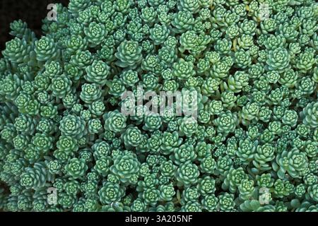Sedum dasyphyllum 'Major' - Kriechendes Sedum oder Korsischer Steinmohn, von oben fotografiert. Stockfoto