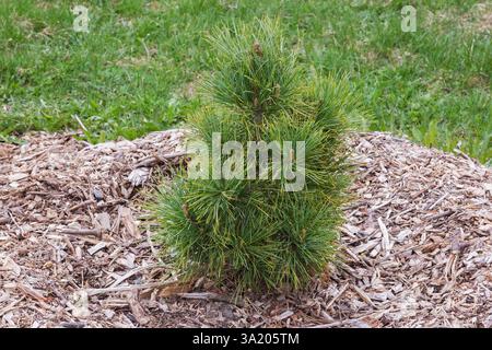 Neu gepflanzte junge Pinus cembra - Arolla-Kiefer umgeben von Mulch im Frühjahr, Quebec, Kanada Stockfoto