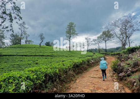 Wandern durch das Teegut Stellenberg entlang des Pekoe Trail, Pupuressa, Sri Lanka Stockfoto