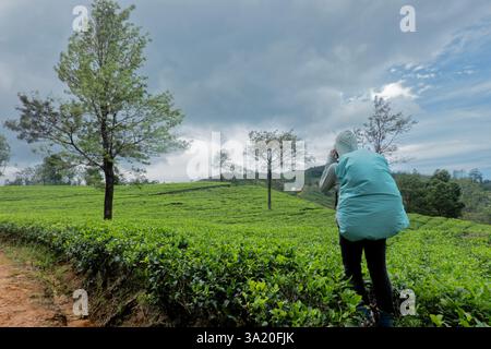 Wandern durch das Teegut Stellenberg entlang des Pekoe Trail, Pupuressa, Sri Lanka Stockfoto