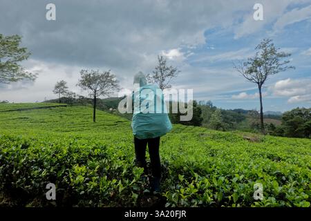 Wandern durch das Teegut Stellenberg entlang des Pekoe Trail, Pupuressa, Sri Lanka Stockfoto