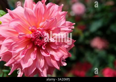 Rosa Farbe Big Dahlia Islander Knollen Blume Unter Dem Natürlichen Sonnenlicht Blühende Aufnahme Mit Bokeh Unscharfem Hintergrund Stockfoto