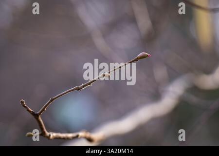 Gemeine Haselnuss - Corylus avellana - weibliche Blüten aus nächster Nähe. Rote weibliche Blume von Corylus avellana, der gemeinen Haselnuss an einem Frühlingstag im Wald. Stockfoto