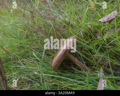 Wilder brauner Pilz, der im Gras wächst Stockfoto