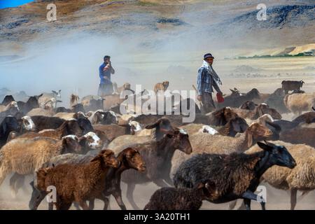 Schafe in der Nähe von Qashqai Nomadenlager, Provinz Fars, Iran. Heute leben schätzungsweise rund 1,5 Millionen Nomaden im Iran. Eines der besten Stockfoto