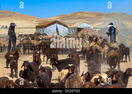 Schafe in der Nähe von Qashqai Nomadenlager, Provinz Fars, Iran. Heute leben schätzungsweise rund 1,5 Millionen Nomaden im Iran. Eines der besten Stockfoto