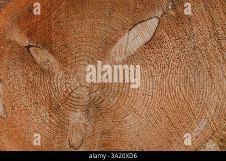 Schnittfläche des alten Holzbaums, Deutschland, Rödermark. Detaillierte warme dunkle Braun- und Orangetöne eines gefällten Baumstamms oder Stumpfes. Raue organische Textur Stockfoto