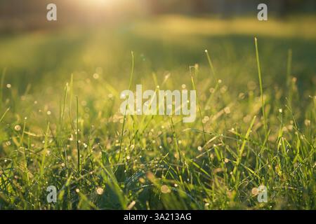 Blick auf taubedeckte Grashalme, die im sanften Sonnenlicht leuchten Stockfoto