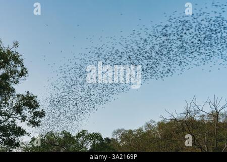 Eine Schar Fledermäuse, die am Abend aus der natürlichen Höhle im Wat Khao Chong Phran, Ratchaburi, in blauem Himmel fliegen Stockfoto