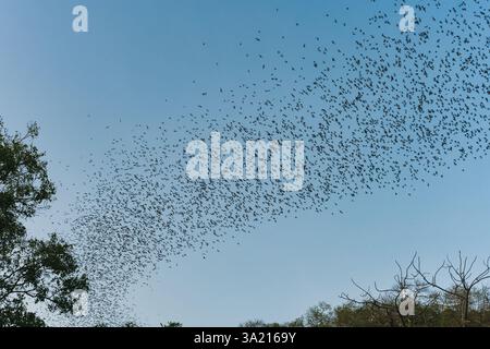 Eine Schar Fledermäuse, die am Abend aus der natürlichen Höhle im Wat Khao Chong Phran, Ratchaburi, in blauem Himmel fliegen Stockfoto