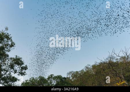Eine Schar Fledermäuse, die am Abend aus der natürlichen Höhle im Wat Khao Chong Phran, Ratchaburi, in blauem Himmel fliegen Stockfoto
