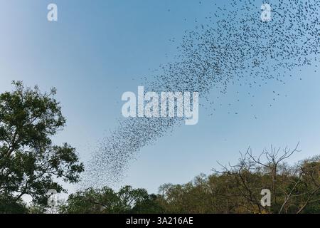 Eine Schar Fledermäuse, die am Abend aus der natürlichen Höhle im Wat Khao Chong Phran, Ratchaburi, in blauem Himmel fliegen Stockfoto