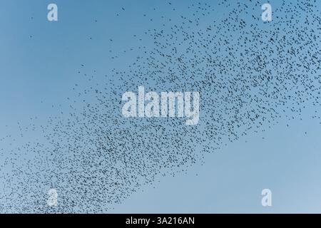 Eine Schar Fledermäuse, die am Abend aus der natürlichen Höhle im Wat Khao Chong Phran, Ratchaburi, in blauem Himmel fliegen Stockfoto