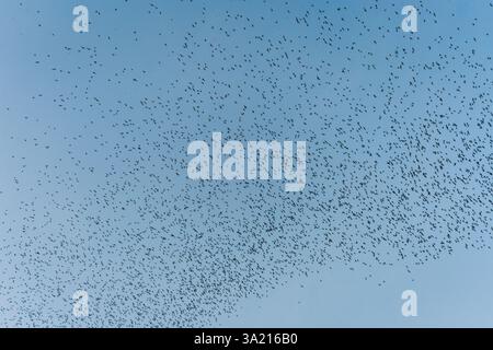 Eine Schar Fledermäuse, die am Abend aus der natürlichen Höhle im Wat Khao Chong Phran, Ratchaburi, in blauem Himmel fliegen Stockfoto