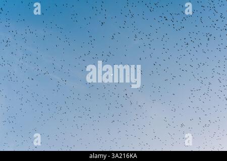 Eine Schar Fledermäuse, die am Abend aus der natürlichen Höhle im Wat Khao Chong Phran, Ratchaburi, in blauem Himmel fliegen Stockfoto