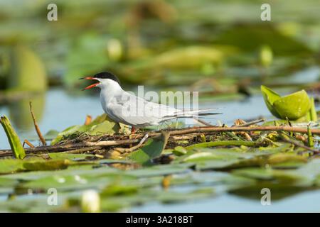 Seeschwalbe (Sterna hirundo), Erwachsener mit offenem Schnabel, während er auf einem Nestfloß steht, das aus umliegender Vegetation besteht Stockfoto