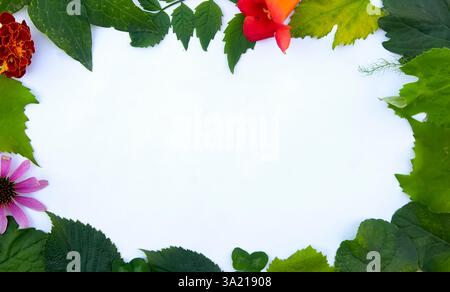Rahmen aus verschiedenen Blättern auf weißem Hintergrund mit Platz für Text. Grüner Blumenhintergrund. Draufsicht. Kopierbereich. Modell Stockfoto