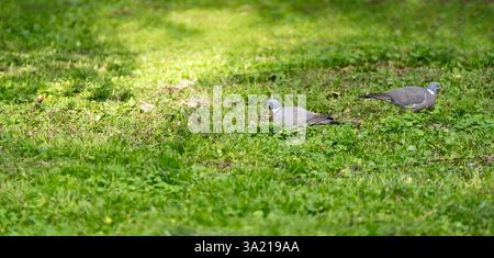 Graue Tauben laufen an einem sonnigen Tag auf grünem Gras im Park. Nahaufnahme. Vögel und Naturkonzept Stockfoto